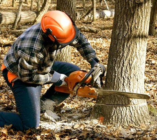 Tree Removal in Issue, MD